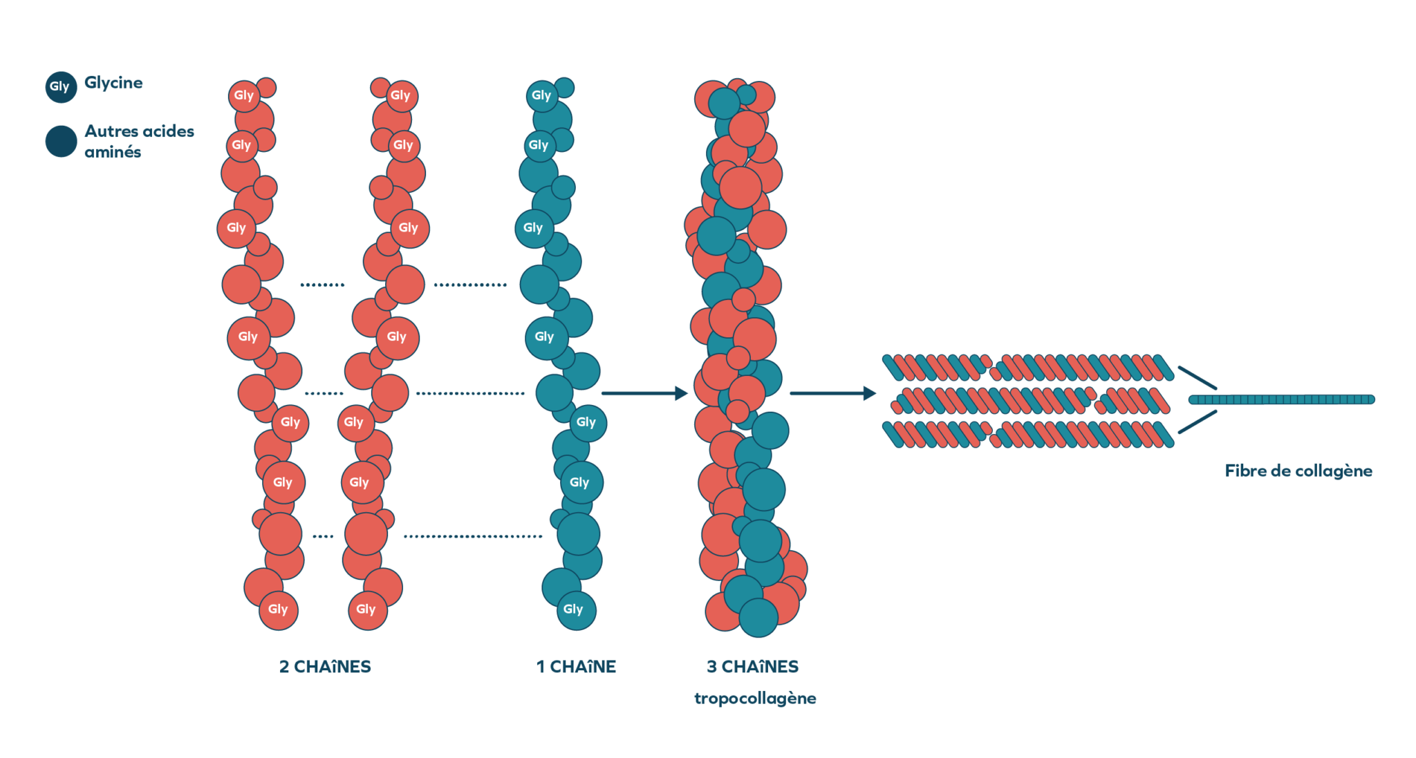 Tout savoir sur les peptides de collagène et leur rôle physiologique